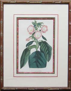 framed with 45° bevel Apothecary