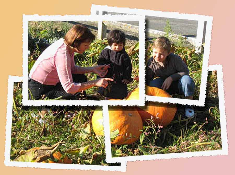 final giant pumpkins